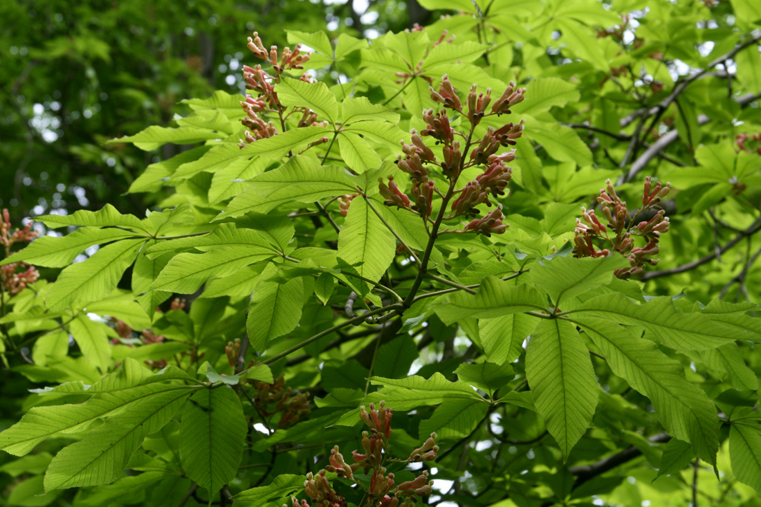 Image of Aesculus &times; neglecta specimen.