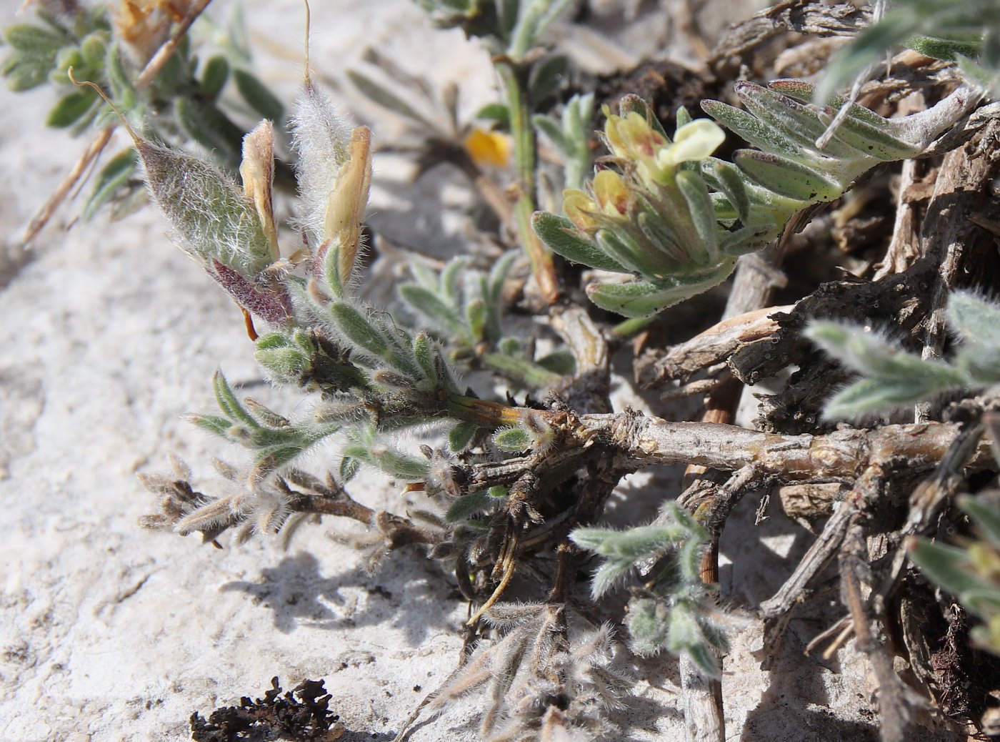 Image of Genista albida specimen.