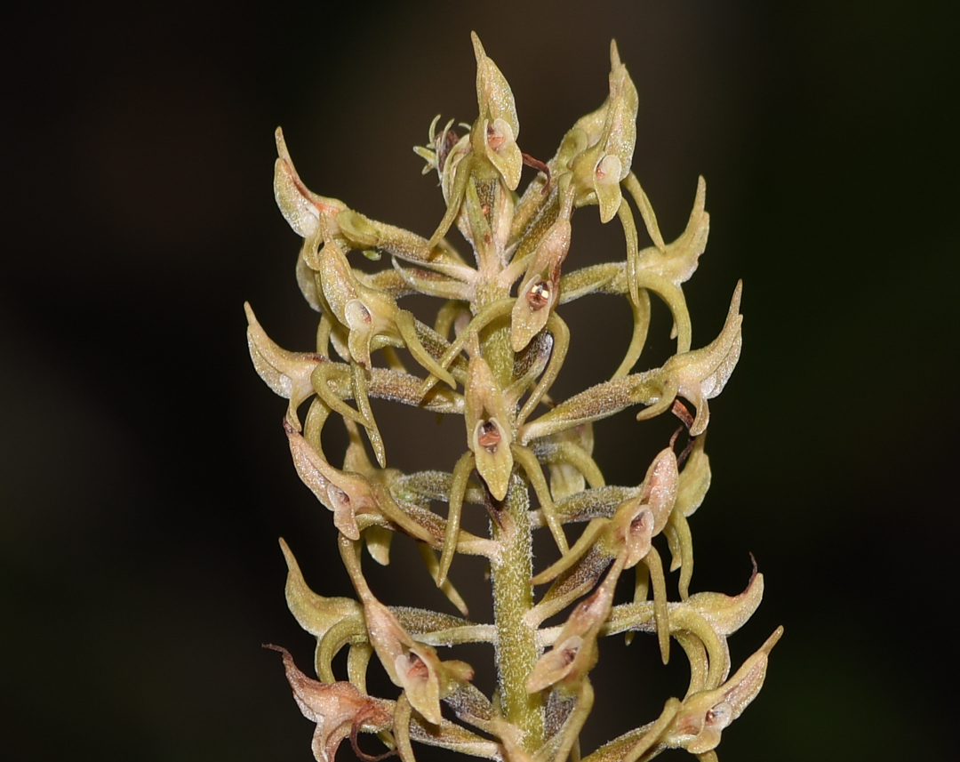 Image of familia Orchidaceae specimen.