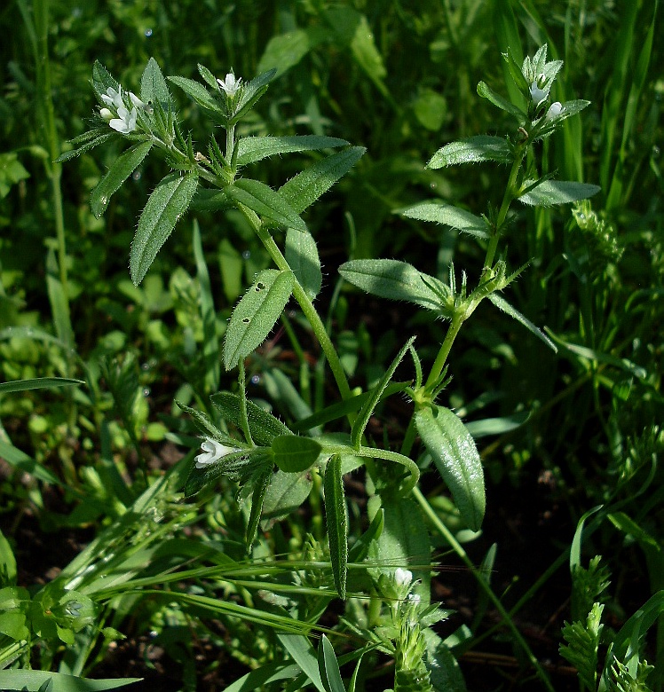 Image of Buglossoides arvensis specimen.