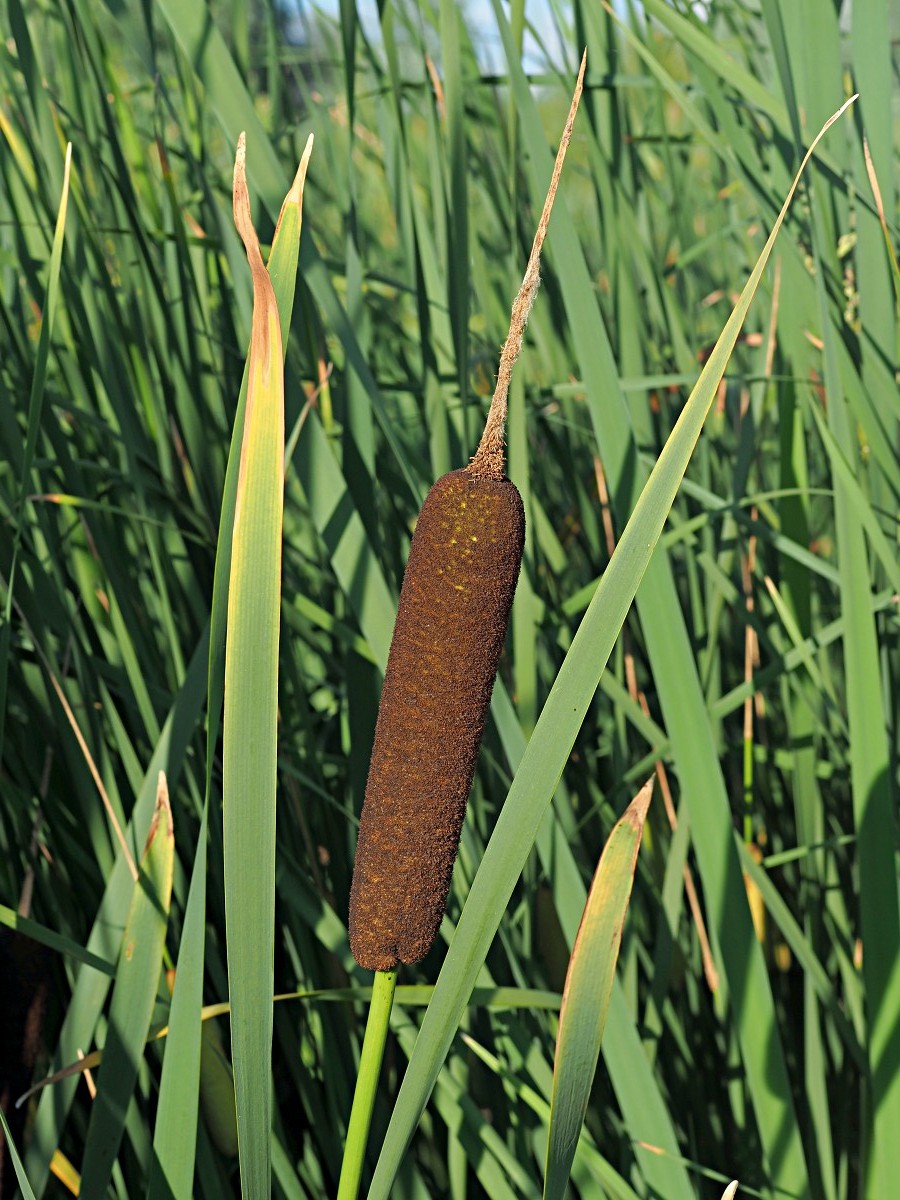 Image of Typha latifolia specimen.