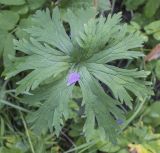 Geranium pratense. Лист с опавшим лепестком. Пермский край, Кунгурский р-н, окр. ур. Подкаменная гора, ур. Лог Рассохи, разнотравный луг. 10.07.2021.