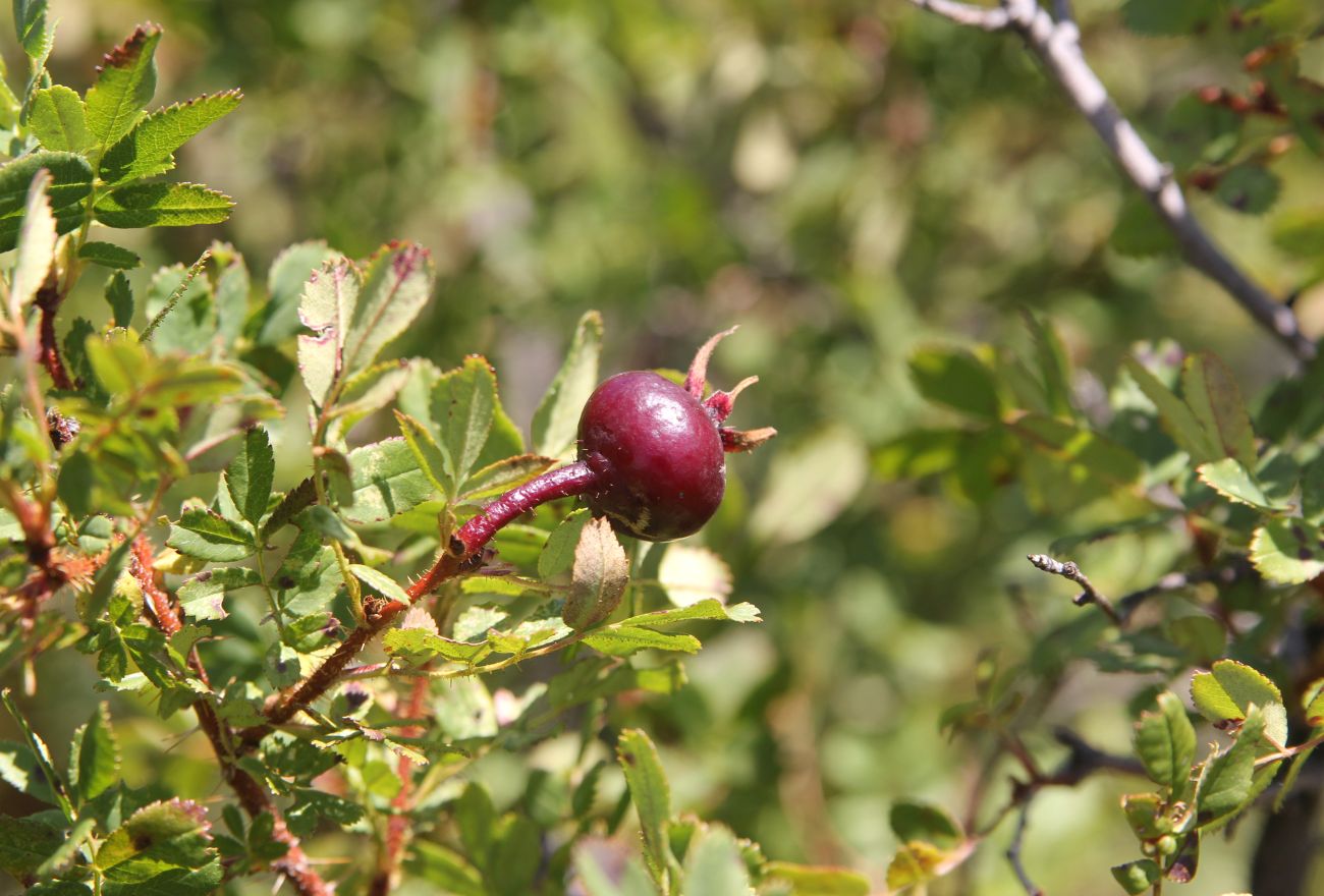 Изображение особи Rosa spinosissima.