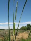 Typha angustifolia. Верхушка побега с соцветиями. Южный Казахстан, Жамбылская обл., пойма р. Асса. 25 июня 2021 г.