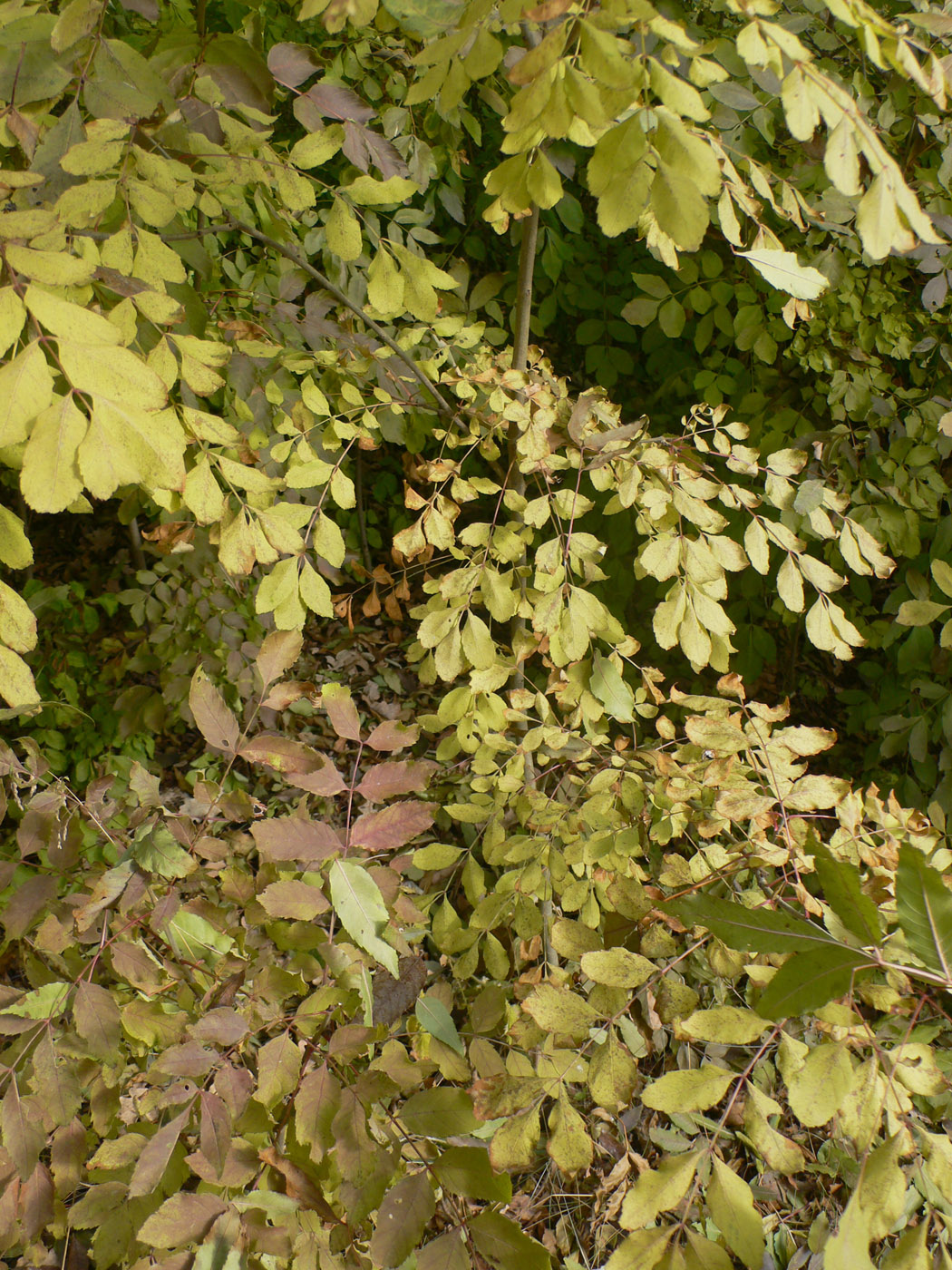 Image of genus Fraxinus specimen.