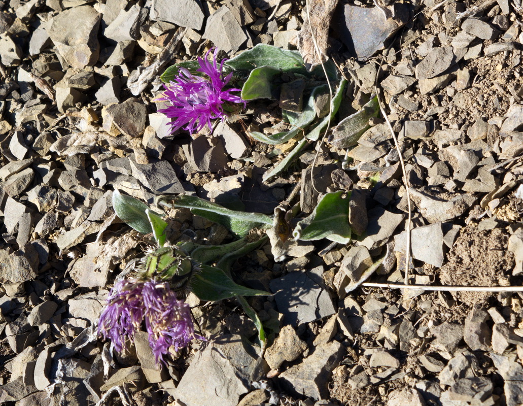 Image of Centaurea willdenowii specimen.