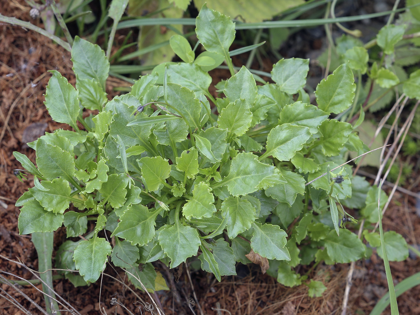 Изображение особи Campanula cochleariifolia.