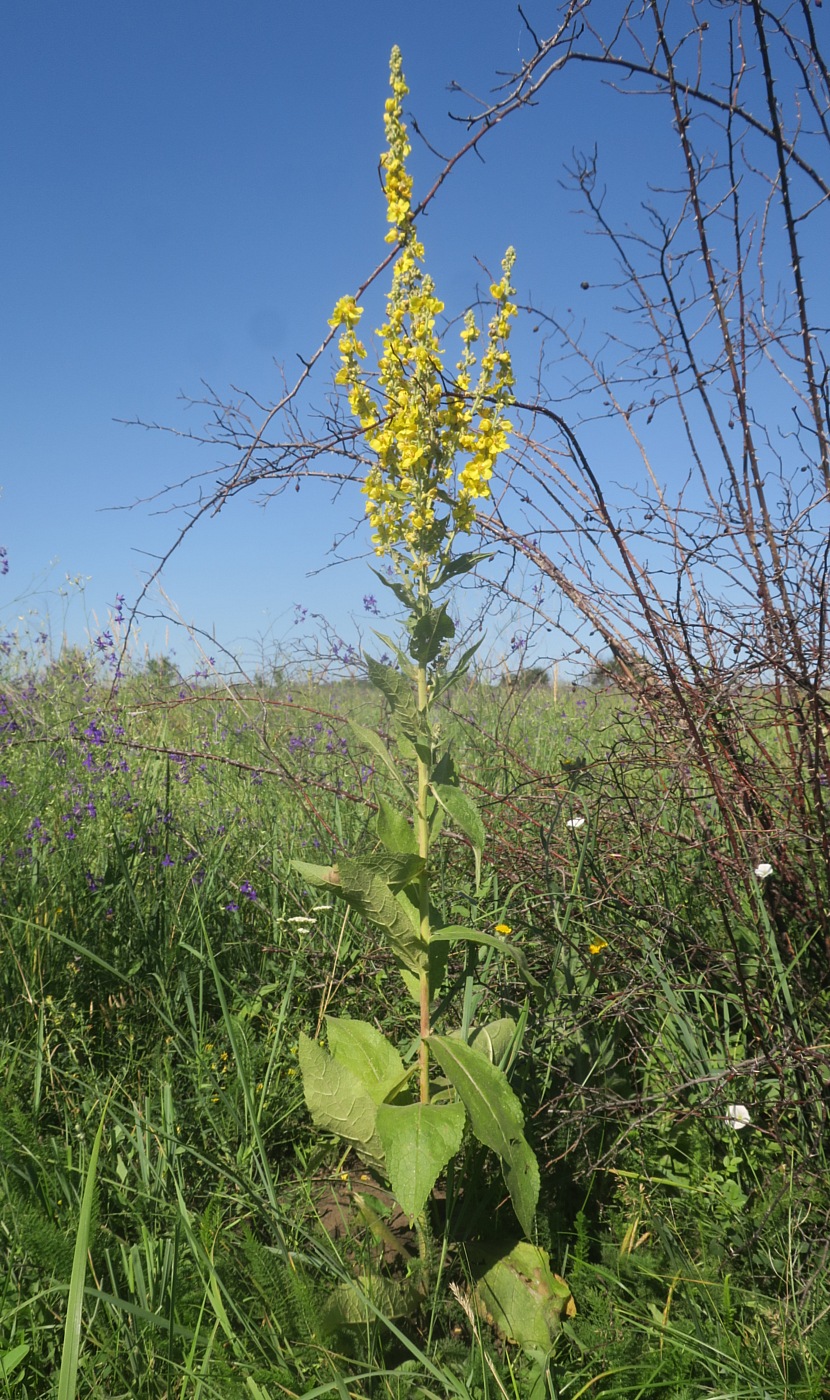 Изображение особи Verbascum &times; ramigerum.