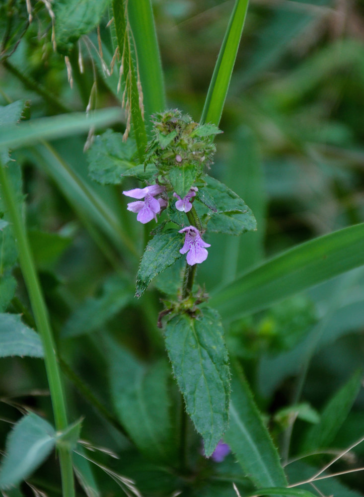 Image of Stachys aspera specimen.