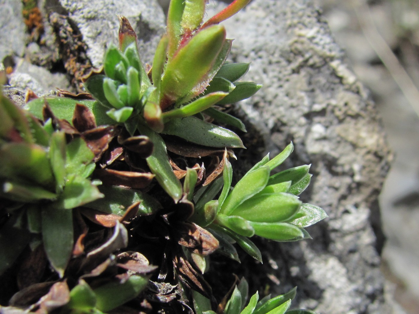 Изображение особи род Saxifraga.