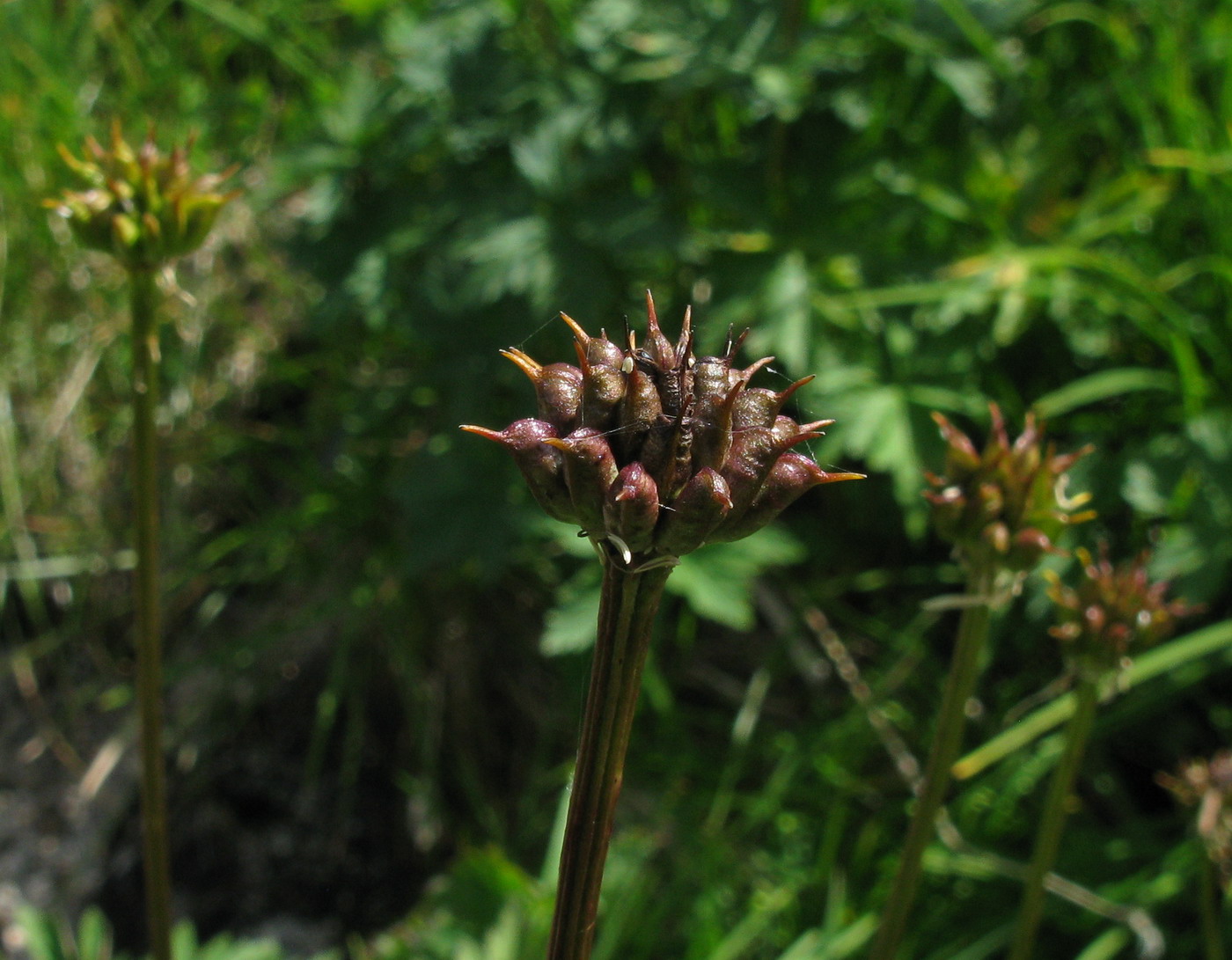 Image of Trollius vitalii specimen.