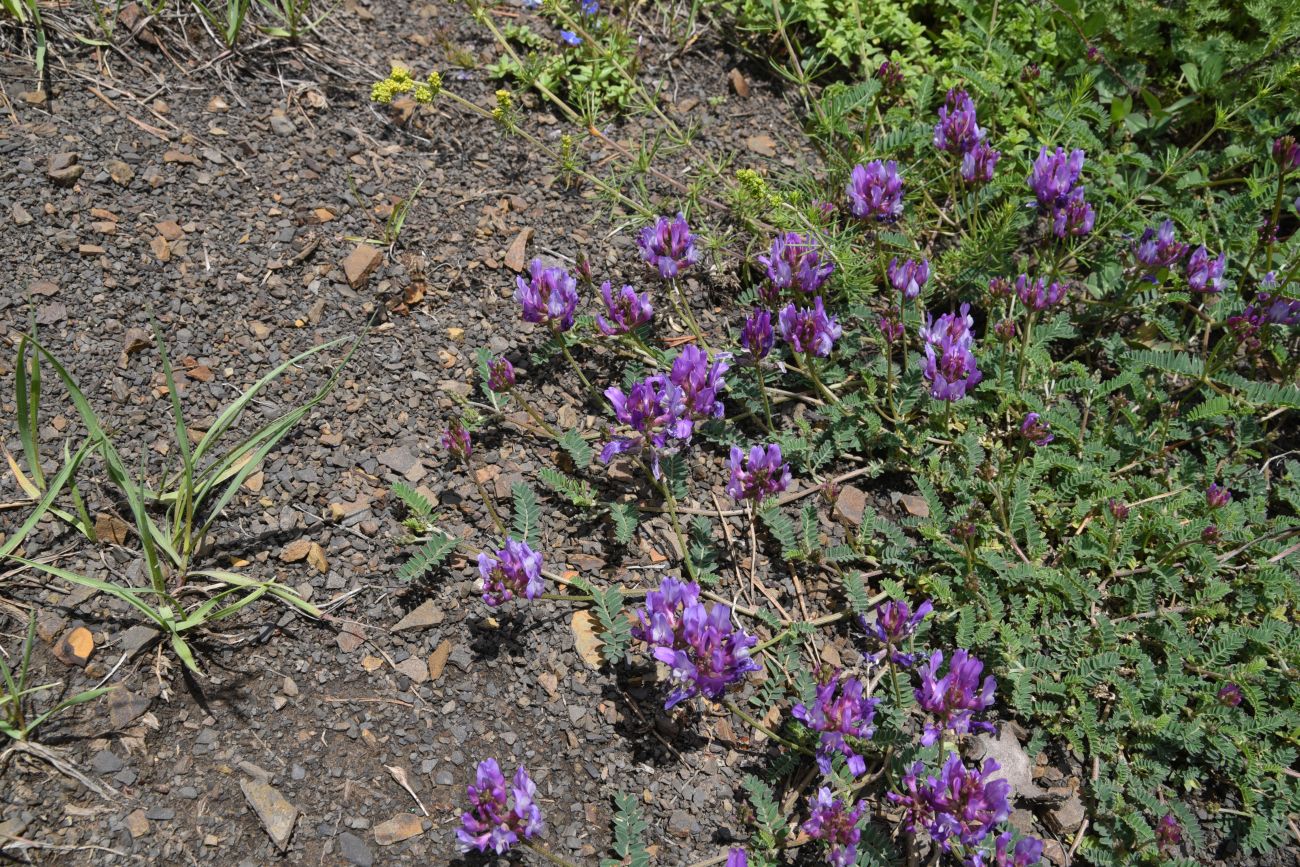 Image of genus Astragalus specimen.