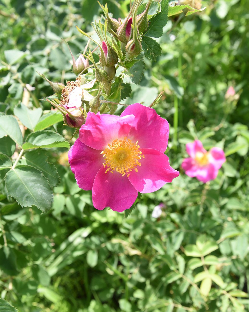 Image of genus Rosa specimen.