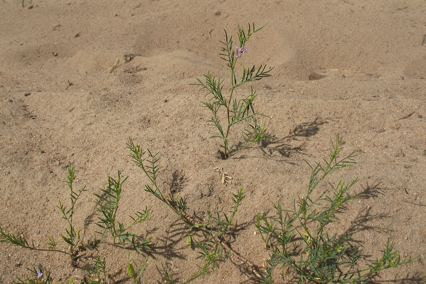 Image of Astragalus arenarius specimen.