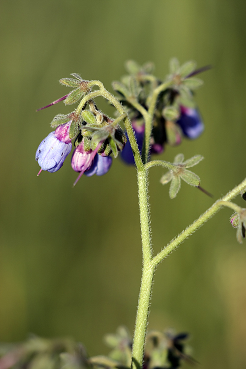 Изображение особи Lindelofia macrostyla.