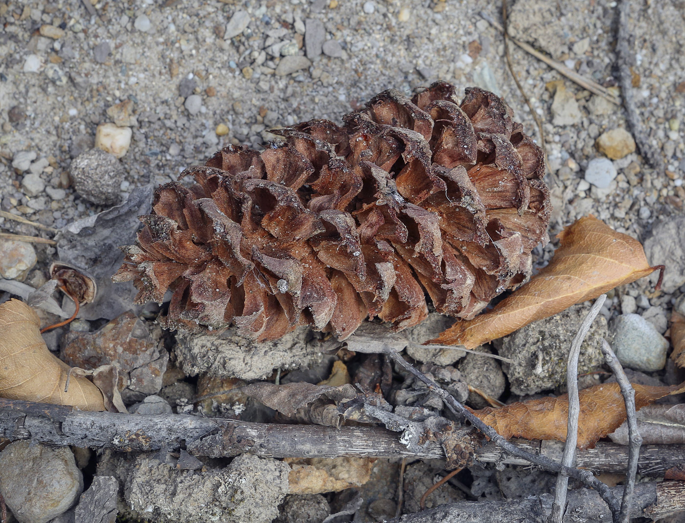 Image of Pinus sibirica specimen.