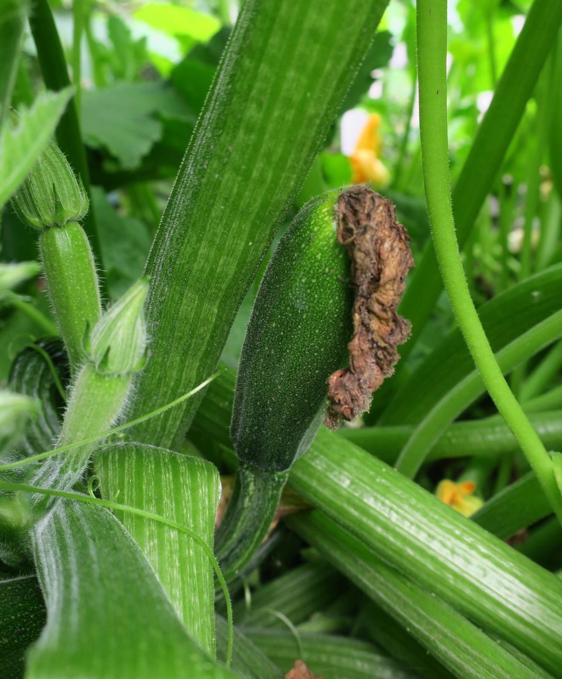 Image of Cucurbita pepo specimen.