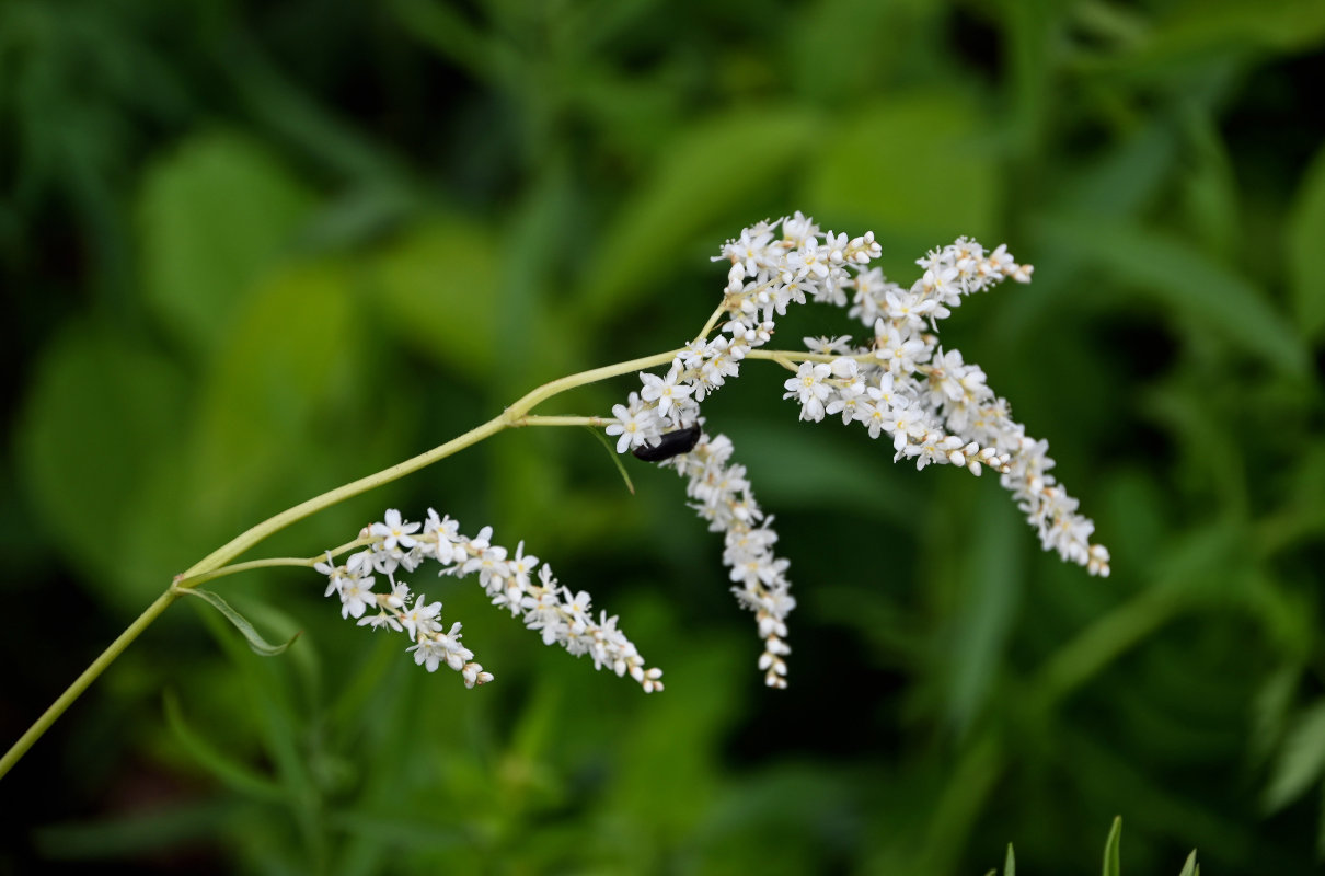 Изображение особи Aconogonon alpinum.