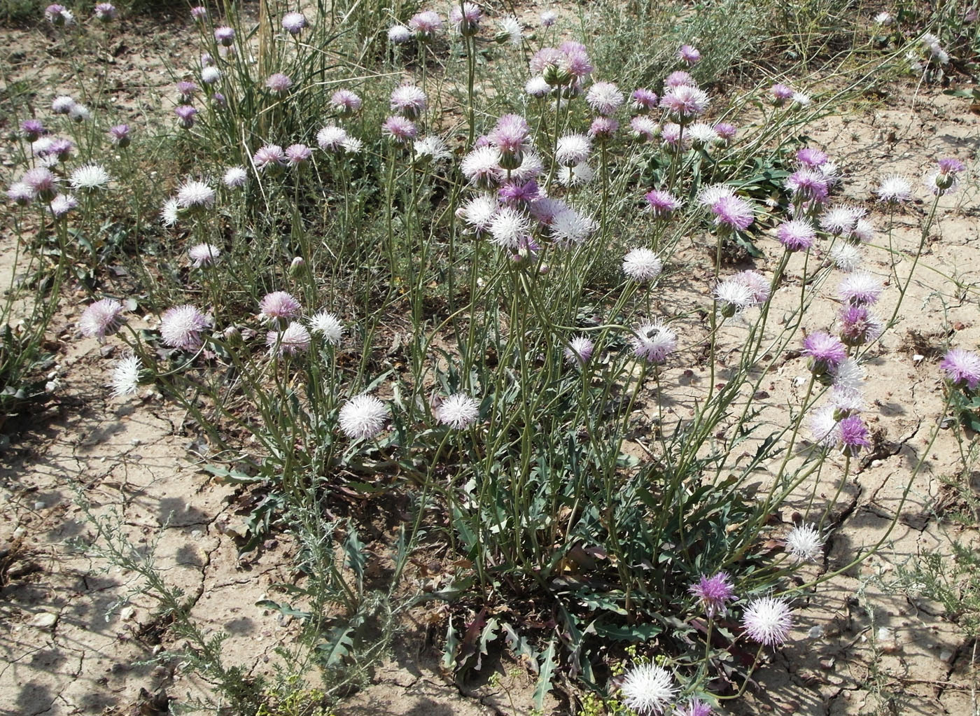 Image of Klasea marginata specimen.