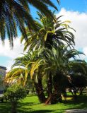 Phoenix canariensis