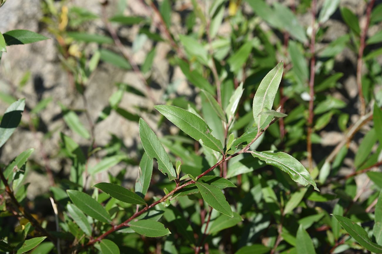 Image of genus Salix specimen.