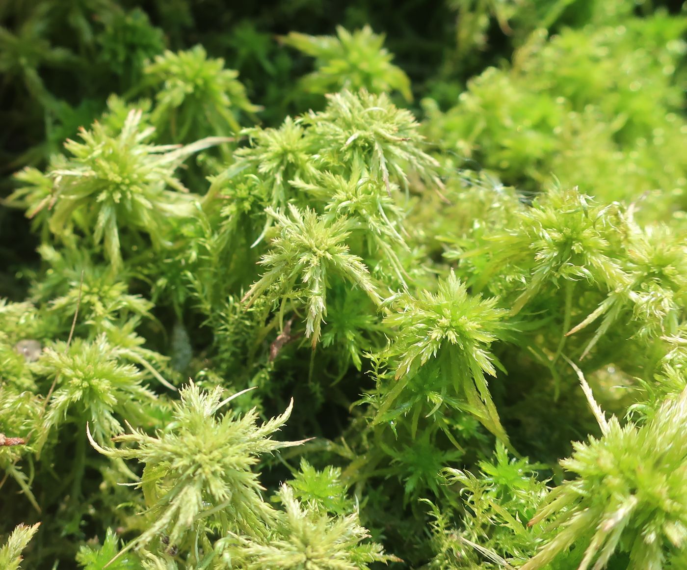 Image of genus Sphagnum specimen.