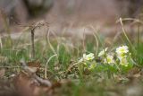 Primula vulgaris. Цветущее растение. Краснодарский край, Крымский р-н, окр. станицы Неберджаевская, ур. Малый Яр, буково-грабово-дубовый лес. 11.03.2023.