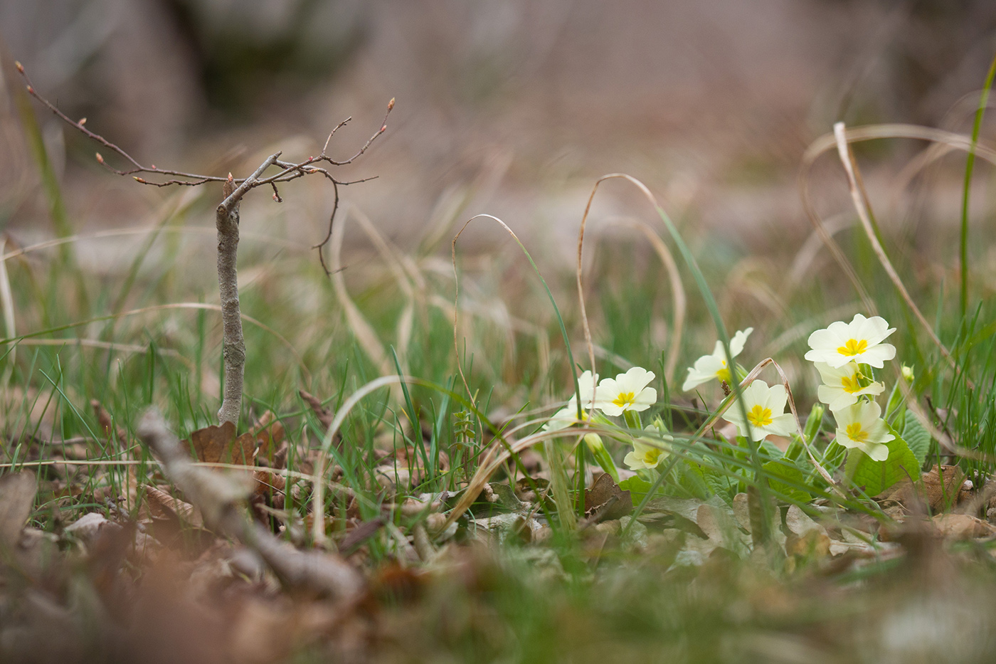 Image of Primula vulgaris specimen.