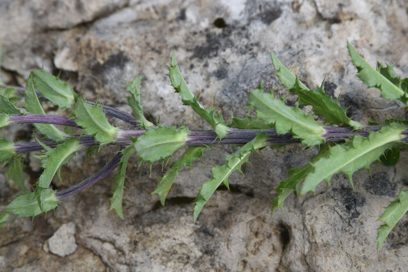 Изображение особи Carlina biebersteinii.