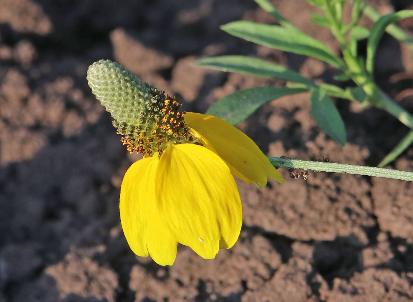 Image of Rudbeckia columnifera specimen.