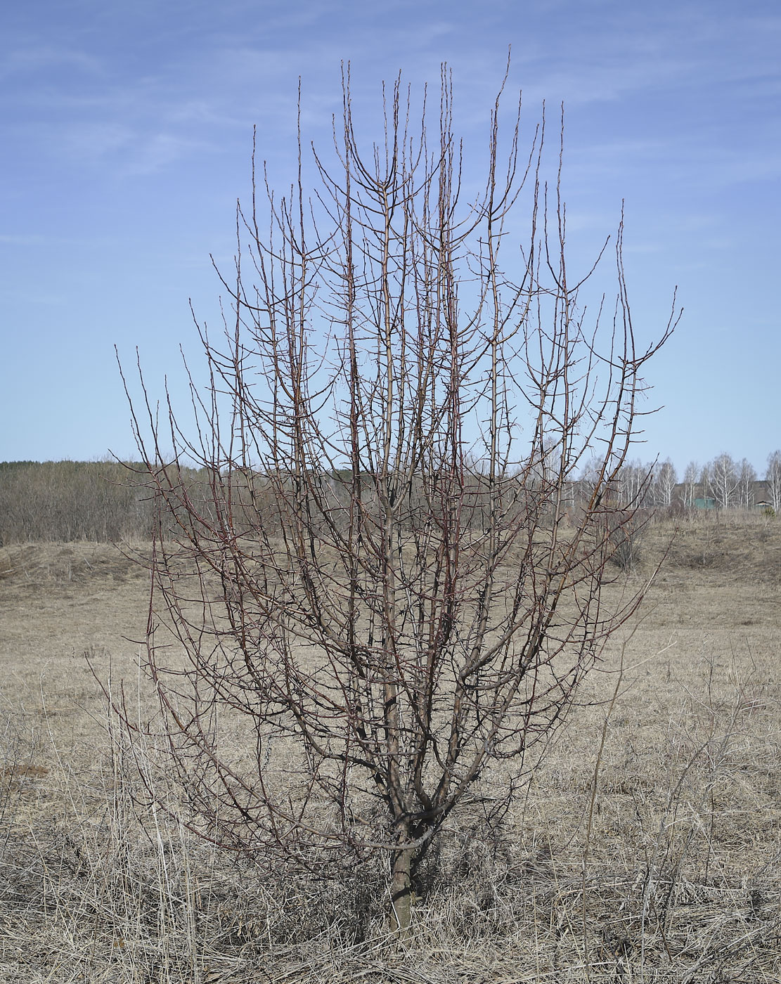 Image of Malus baccata specimen.