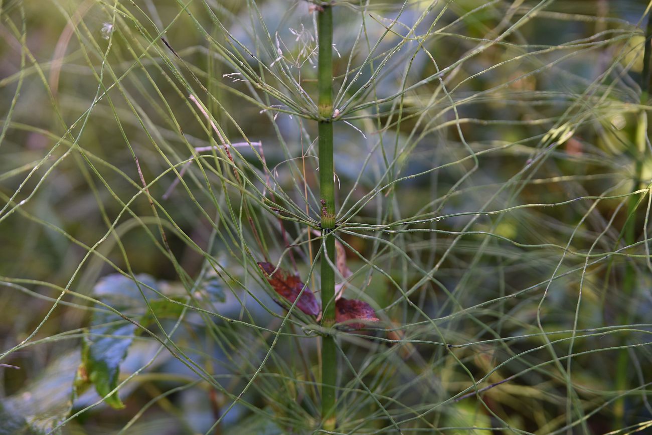 Image of Equisetum pratense specimen.