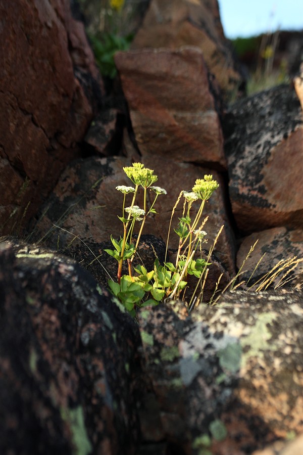 Image of Ligusticum scoticum specimen.