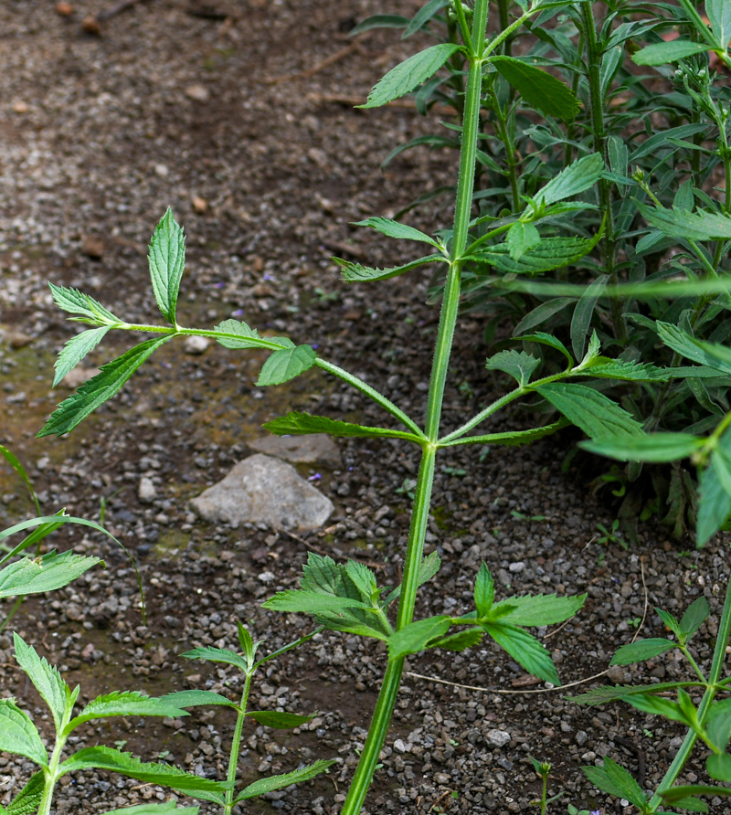 Image of Verbena litoralis specimen.