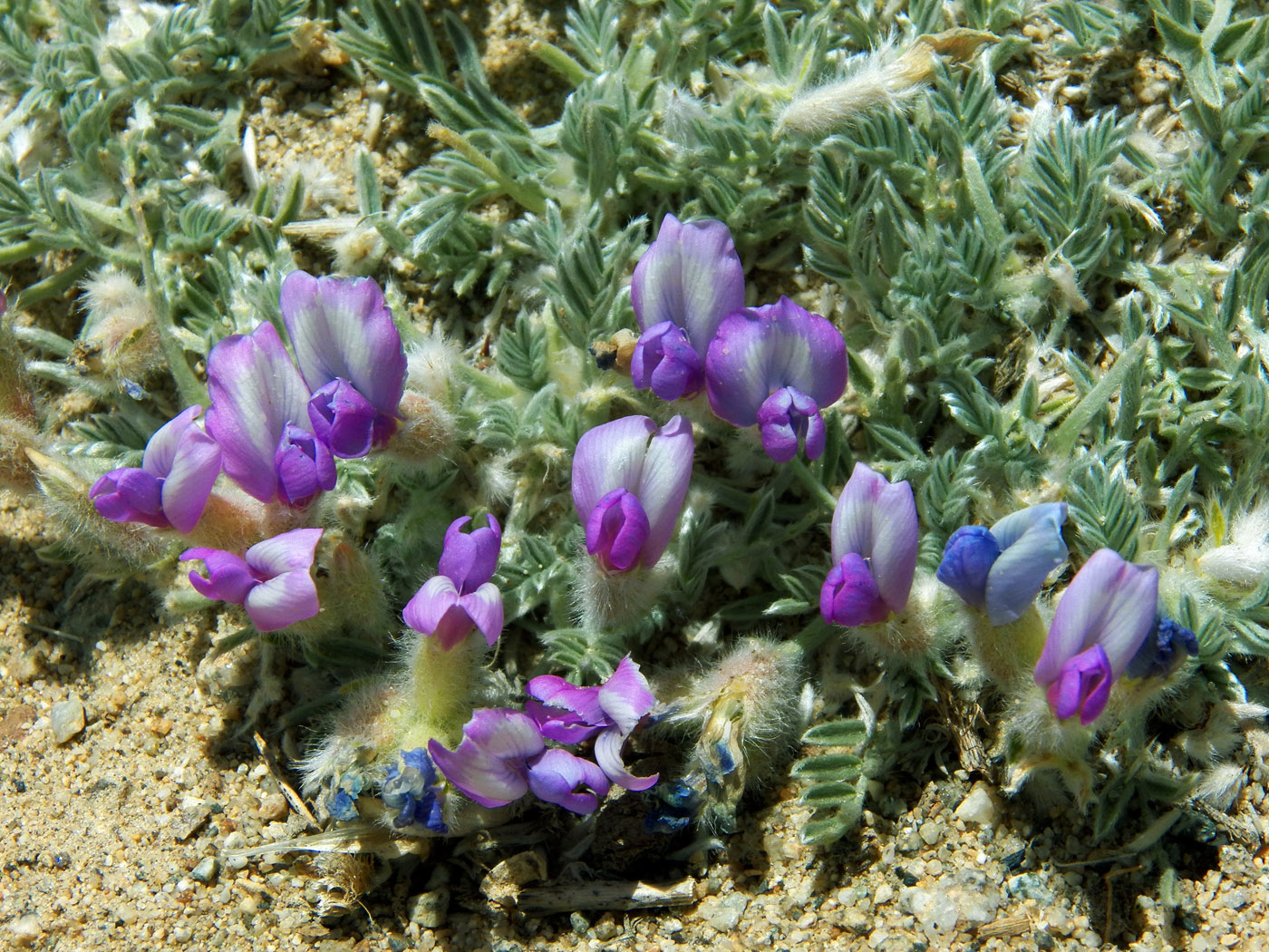 Image of genus Oxytropis specimen.