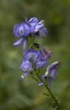Смотреть изображение Aconitum nasutum