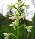 Platanthera bifolia. Часть соцветия. Подмосковье, Кубинка, техногенная площадка поросшая кустарником. 28.05.2010.