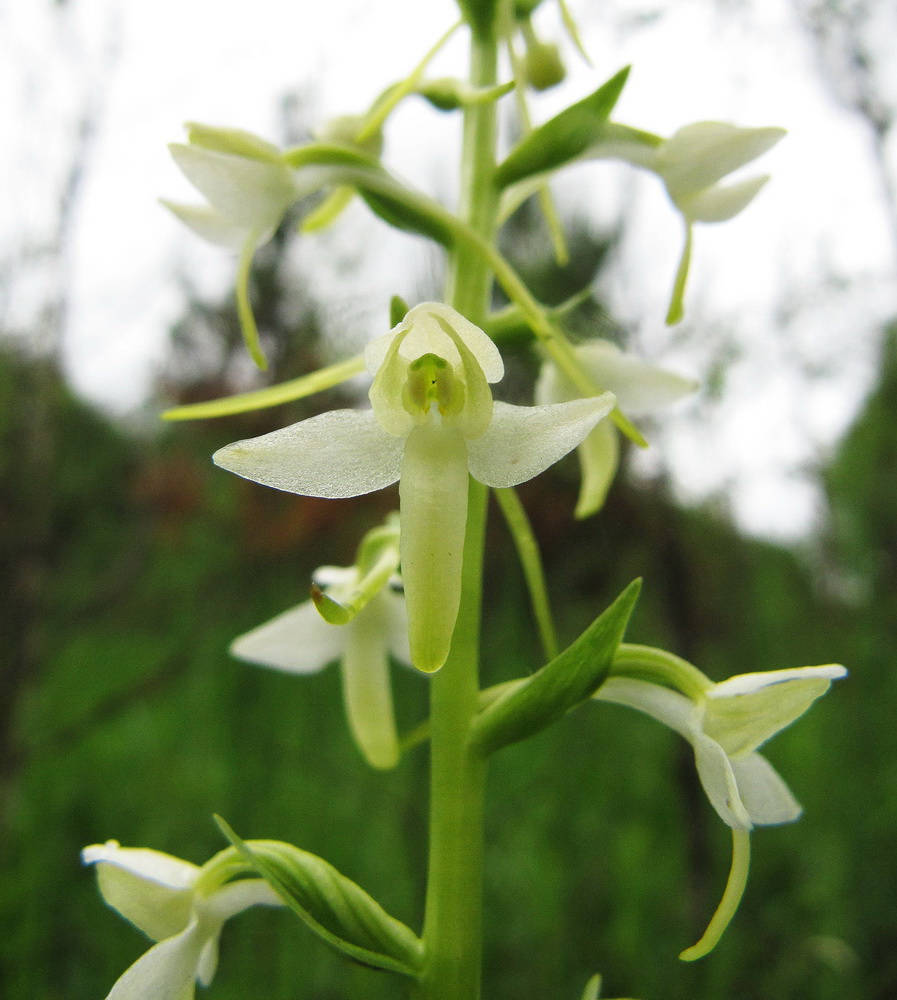 Image of Platanthera bifolia specimen.