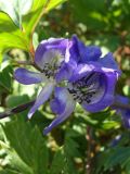 Aconitum sczukinii. Цветки. Хабаровский край, окр. г. Комсомольск-на-Амуре, разнотравный луг. 06.09.2023.