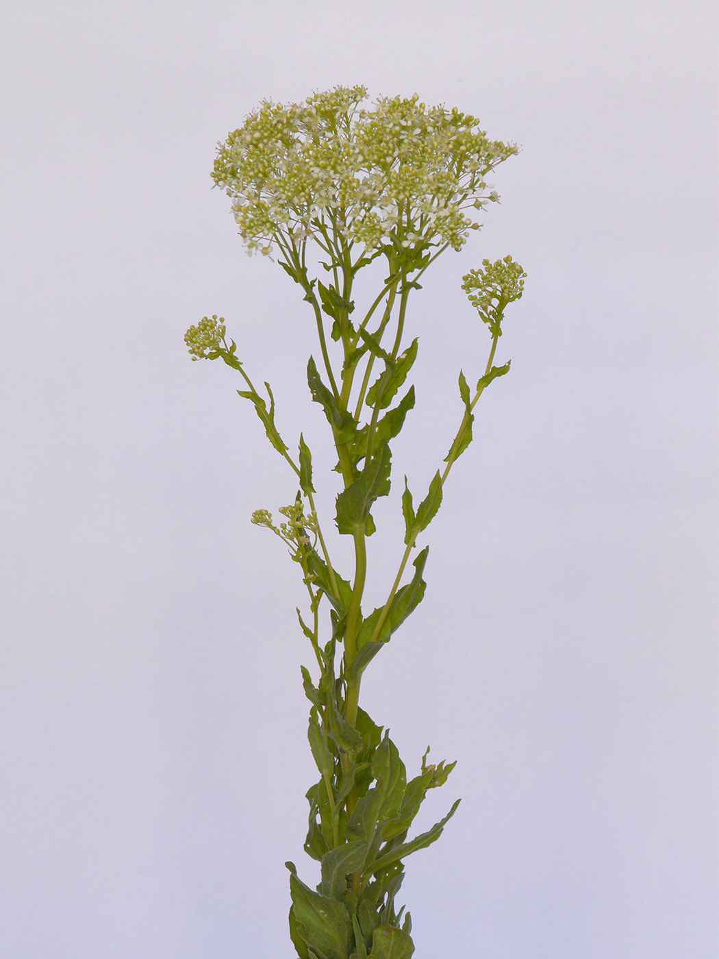 Image of Cardaria draba specimen.