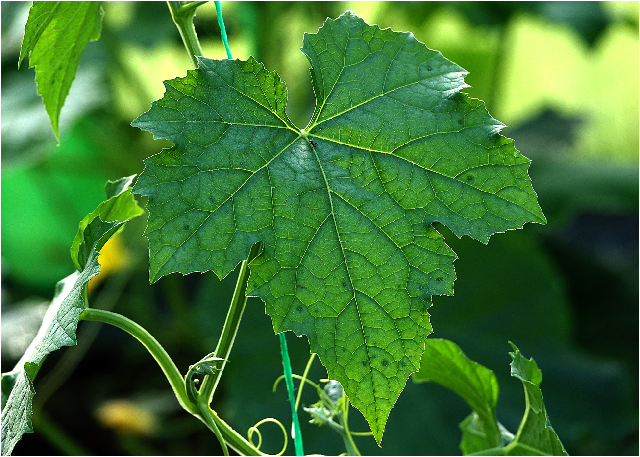 Изображение особи Luffa aegyptiaca.