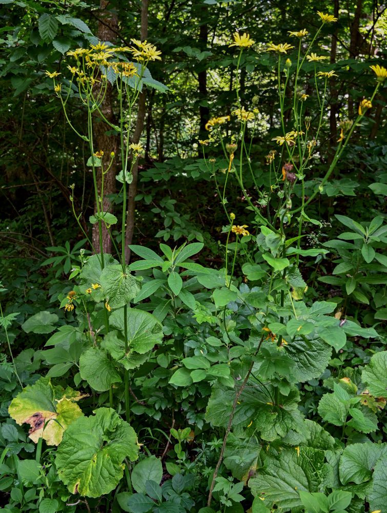 Изображение особи Doronicum macrophyllum.