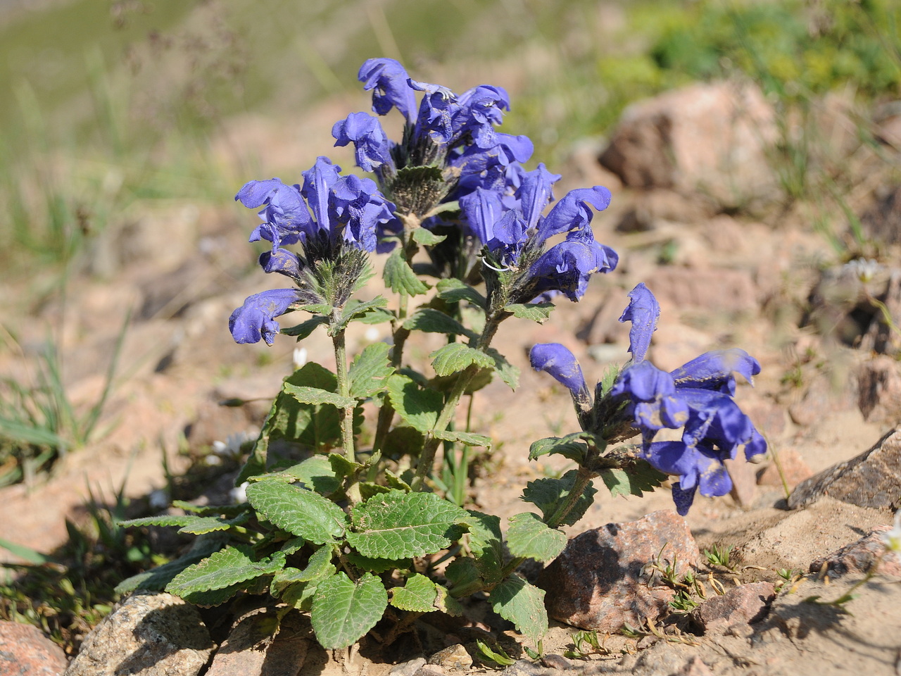 Image of Dracocephalum grandiflorum specimen.