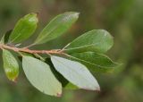 Salix bebbiana. Верхушка побега. Республика Саха (Якутия), г. Якутск, на газоне. 02.08.2023.