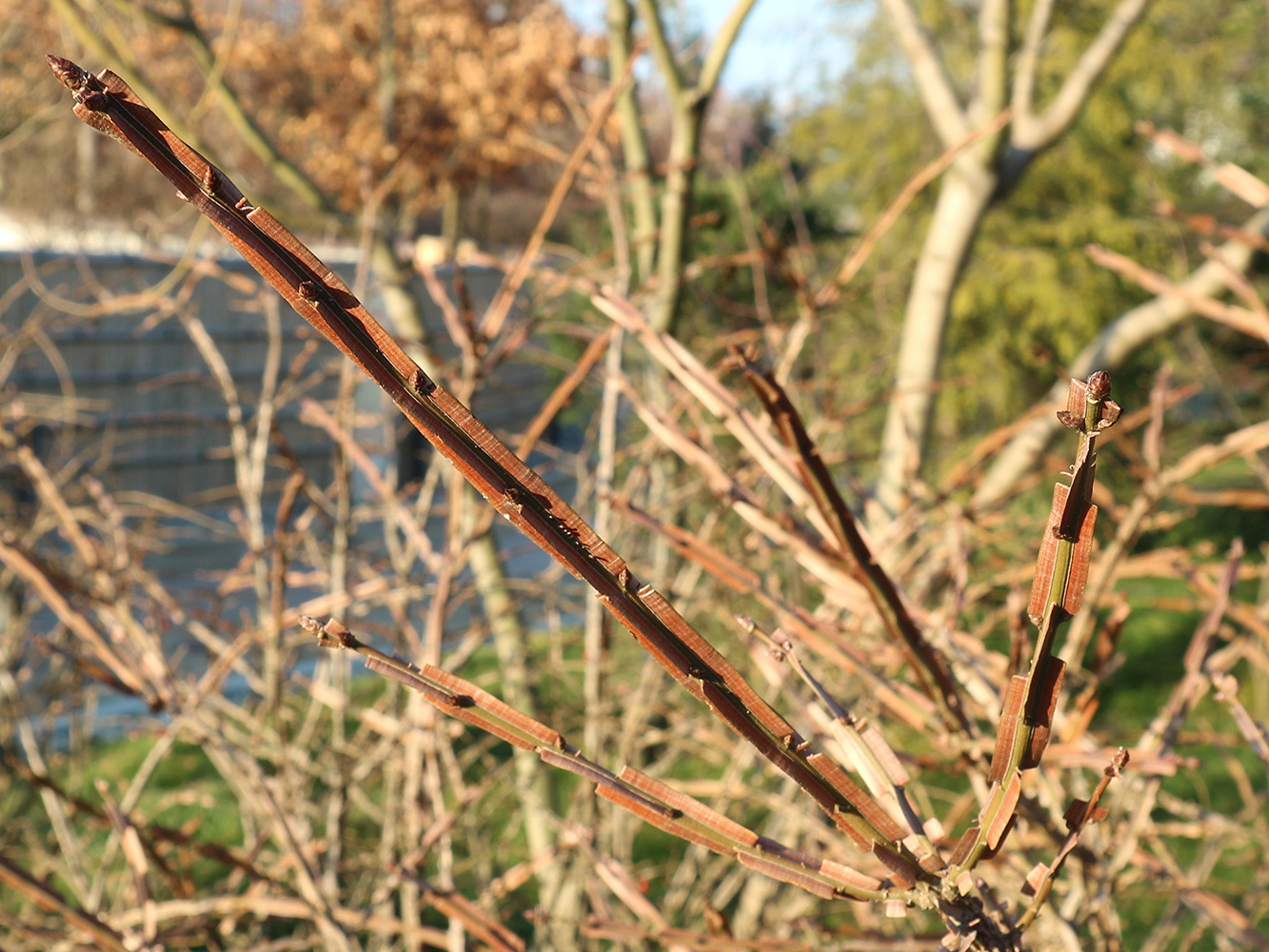 Изображение особи Euonymus alatus.