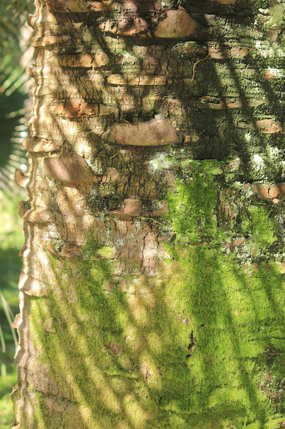 Image of Butia capitata specimen.