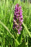 Смотреть изображение Dactylorhiza incarnata