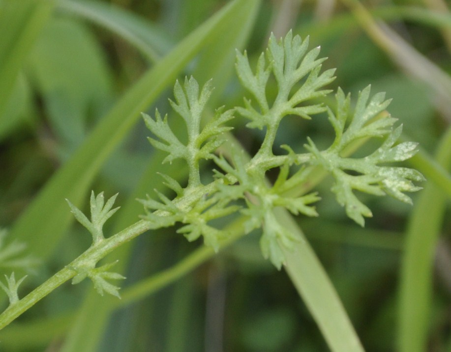 Изображение особи семейство Asteraceae.