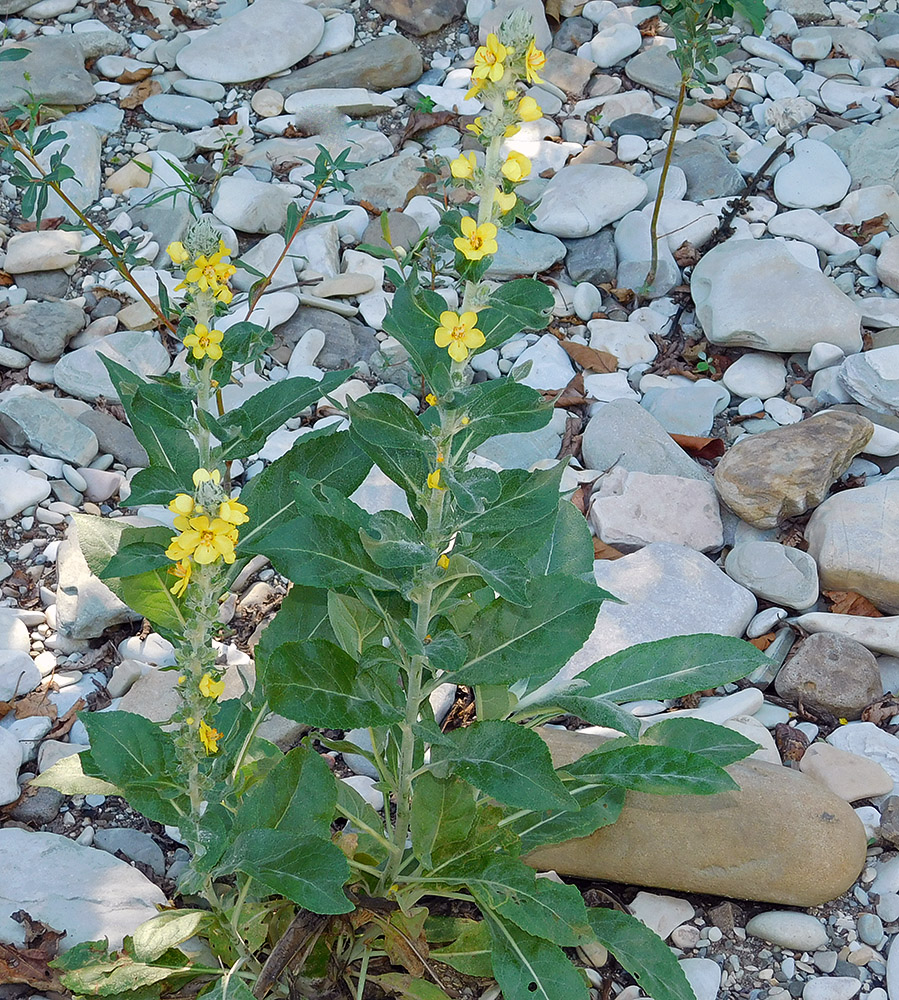 Изображение особи Verbascum gnaphalodes.