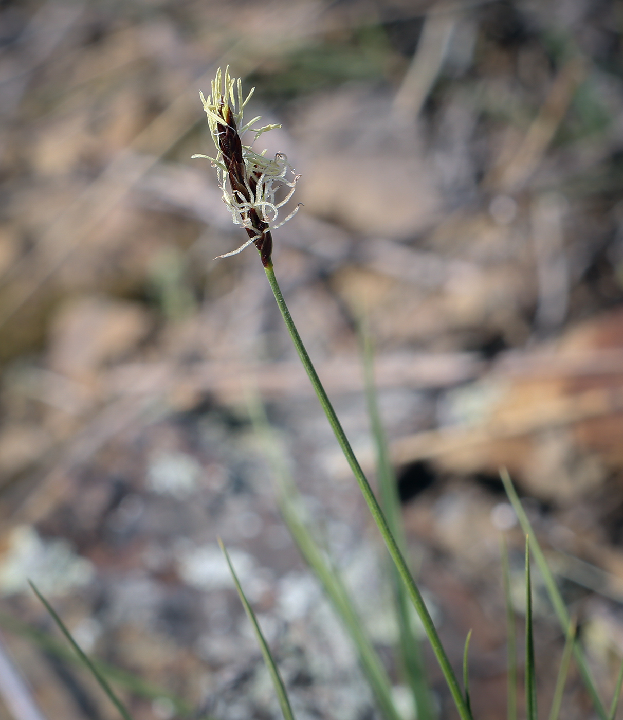 Image of genus Carex specimen.